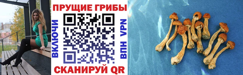 где продают наркотики Калтан Галлюциногенные грибы Psilocybe